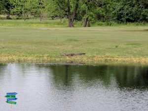 Bayou Oaks Golf Course Louisiana