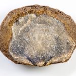 Fossil - Brachiopoda