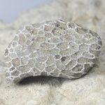 Fossil - Chain Coral