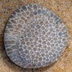 Fossil - Charlevoix or honeycomb coral