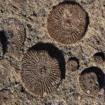 Fossil - Crinoids