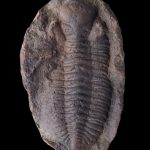 Fossil - Trilobite
